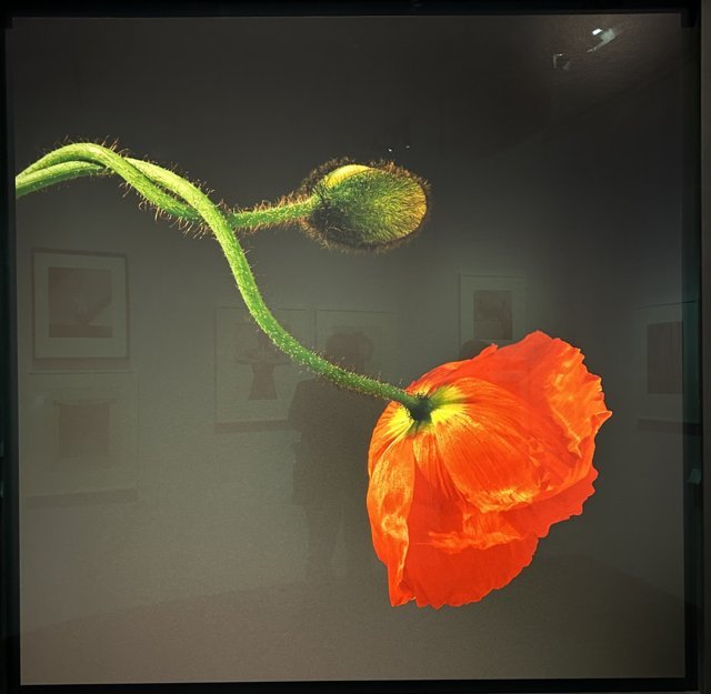 mapplethorpe papavero