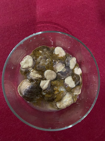 Anemoni di mare