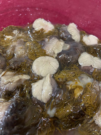 Anemoni di mare