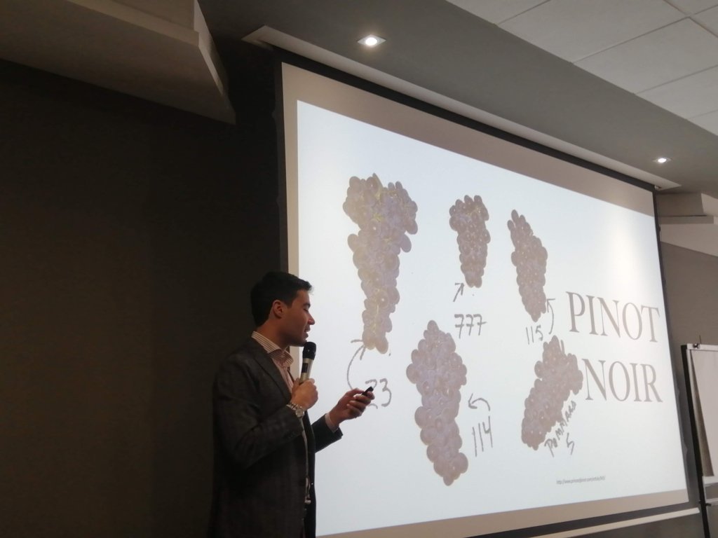 Pinot img#01